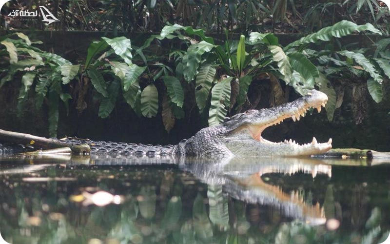تمساح در باغ وحش سنگاپور