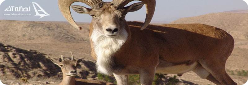 گونه های جانوری پارک ملی خجیر