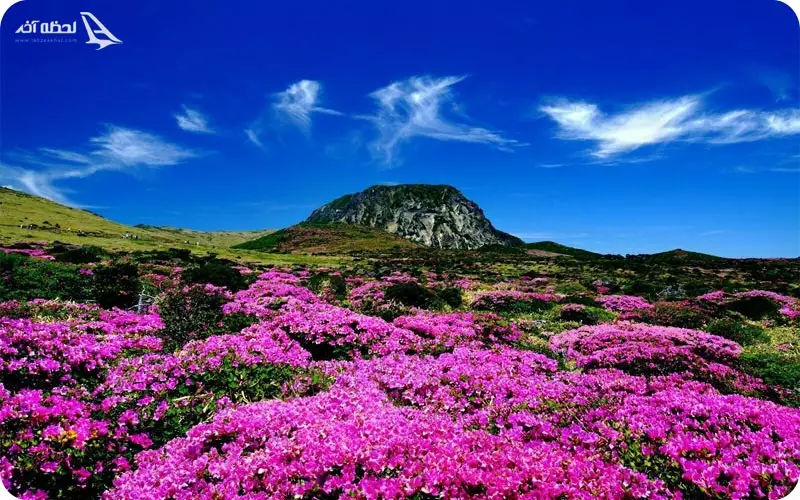 پارک ملی جزیره جیجو