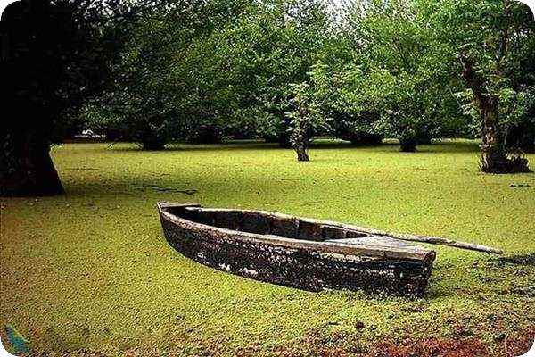 تالاب های گیلان