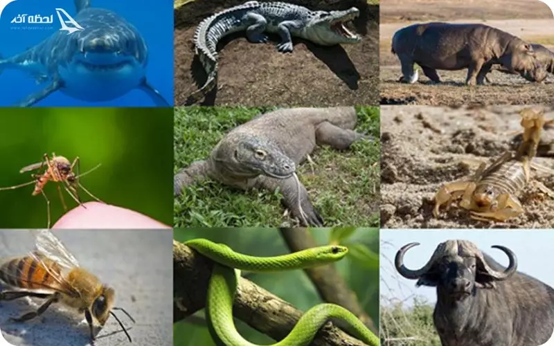 خطرناک ترین حیوانات جهان