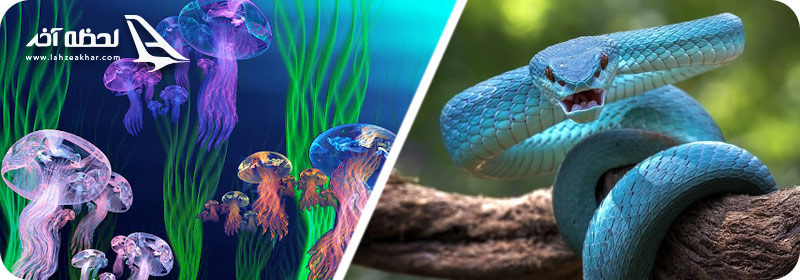 عکس حیوانات نامیرا