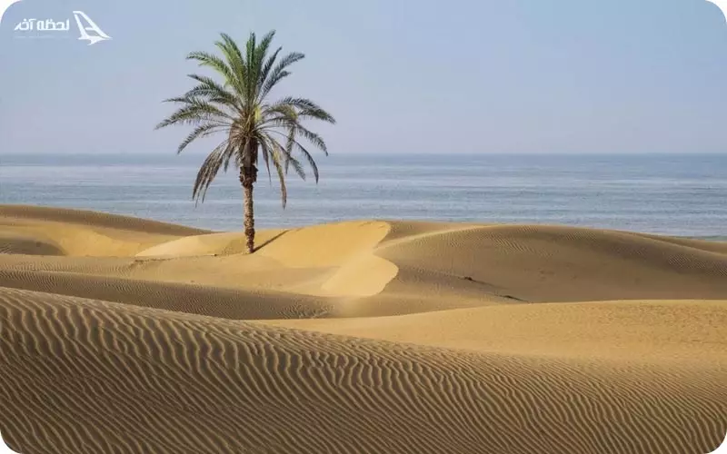 تک درخت ساحل درک