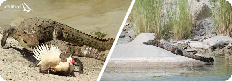 منطقه محافظت شده گاندو