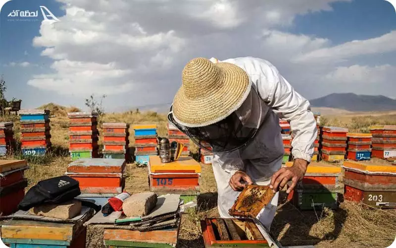 سوغات لاویج