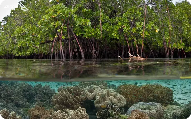 جنگل دریایی حرا