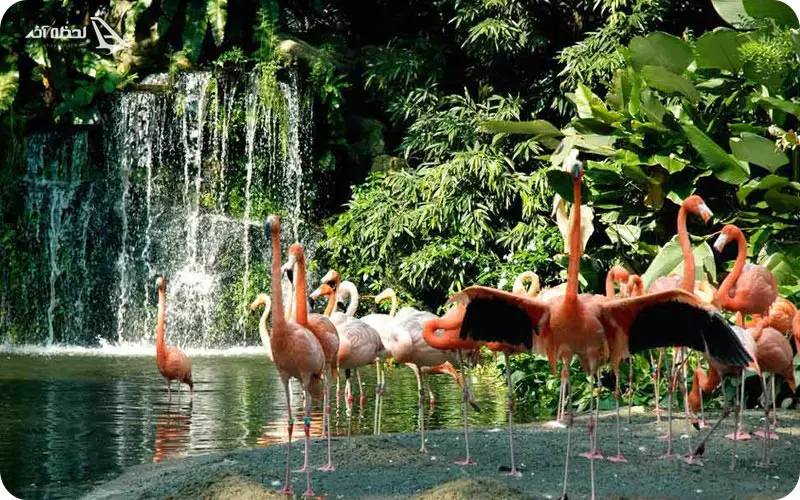 آبشار باغ جورونگ سنگاپور