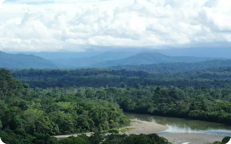 جنگل های امازون