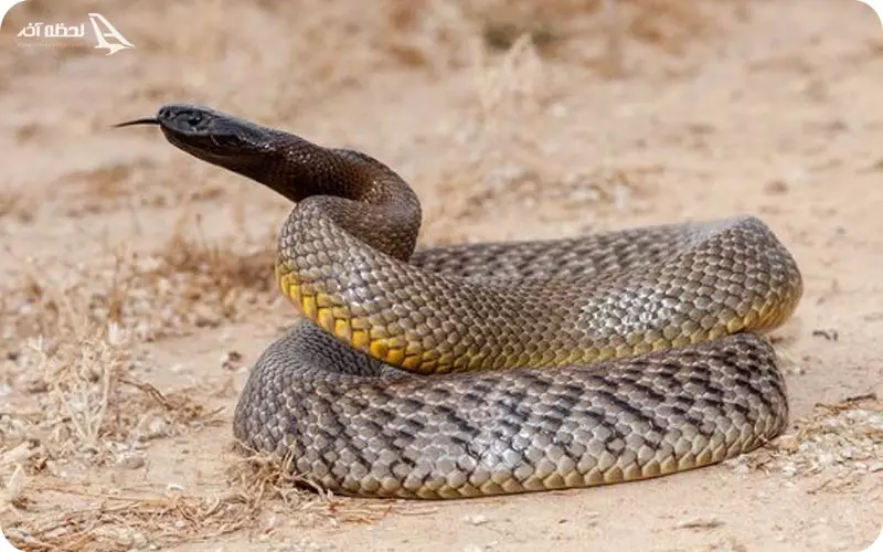 مار تایپن اینلند