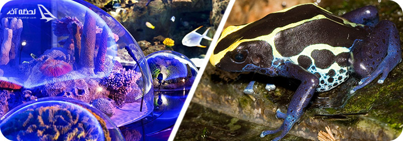 قورباغه سمی فانتازمال