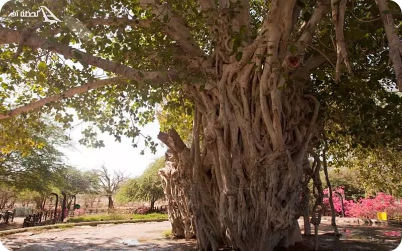 دره پرتغالی ها کیش