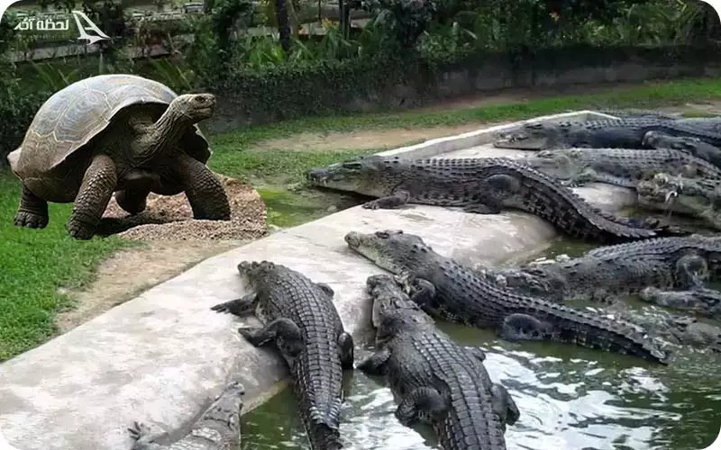 پارک کروکودیل قشم