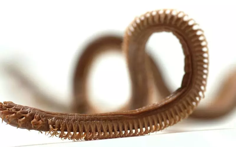 کرم های نواری