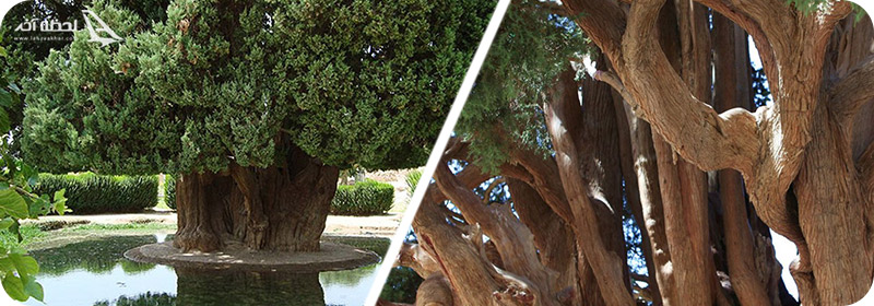 سن درخت باشکوه ابروکوه