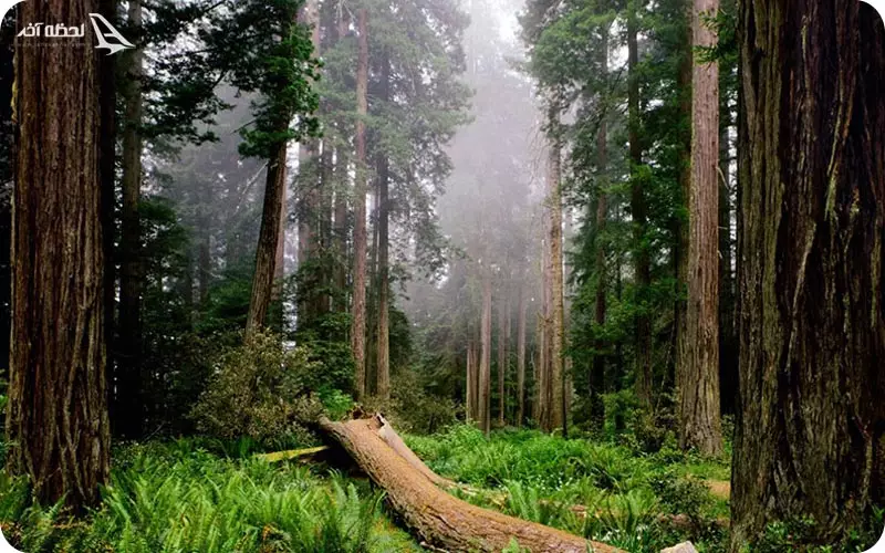 جنگل دالخانی رامسر