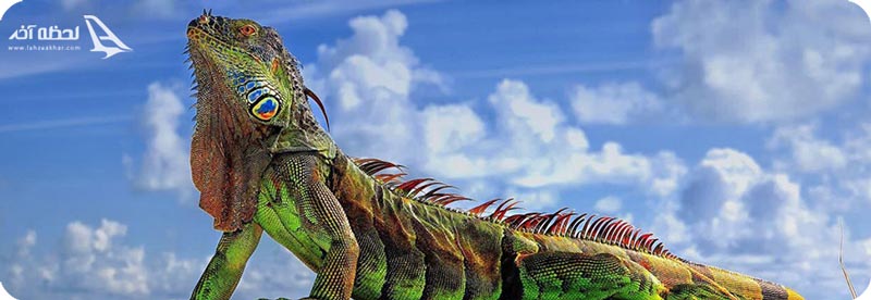 نمایشگاه خزندگان در کیش