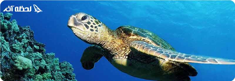 عکس لاک پشت های دریایی