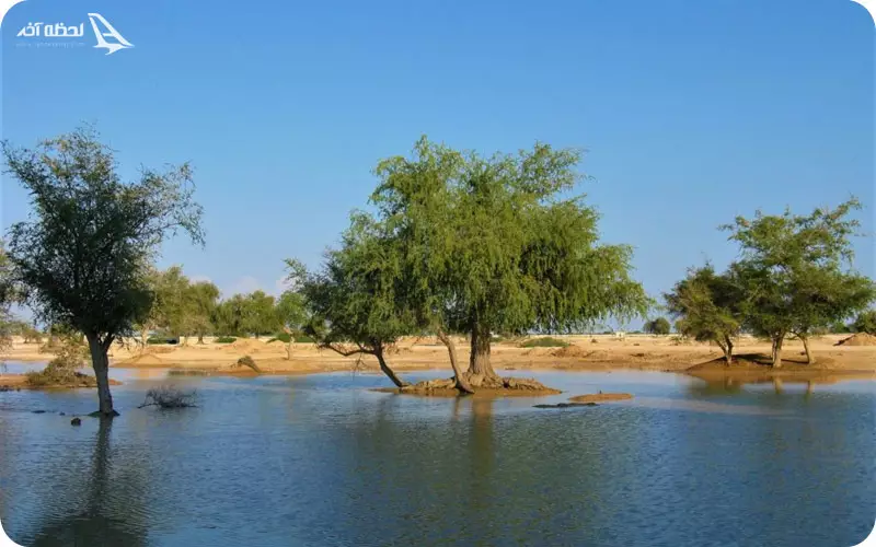 درختان لور وستای باغو