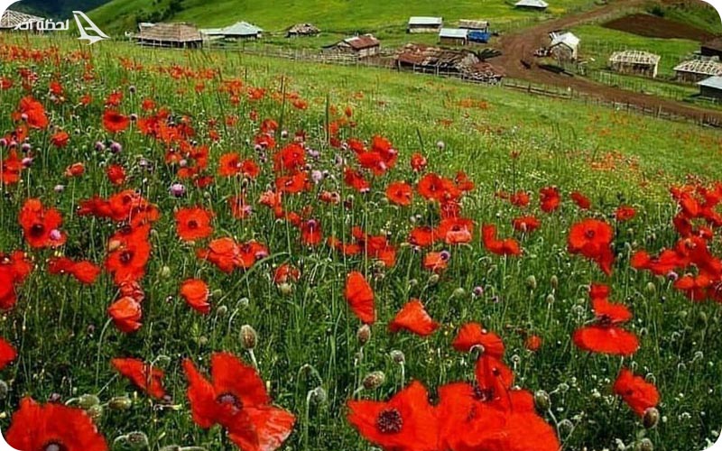 دشت شقایق اسالم به خلخال