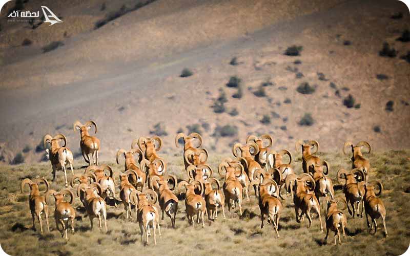 اولین پارک ملی گرگان