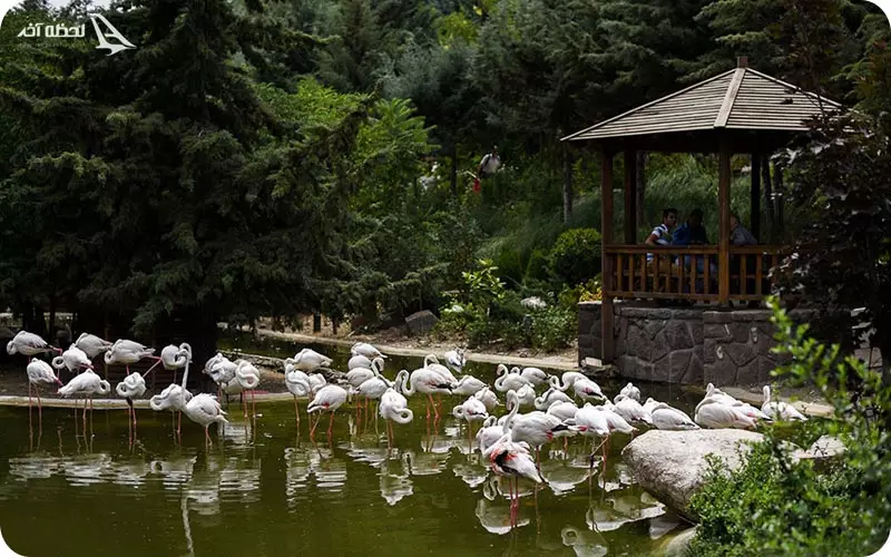 باغ پرندگان شیراز