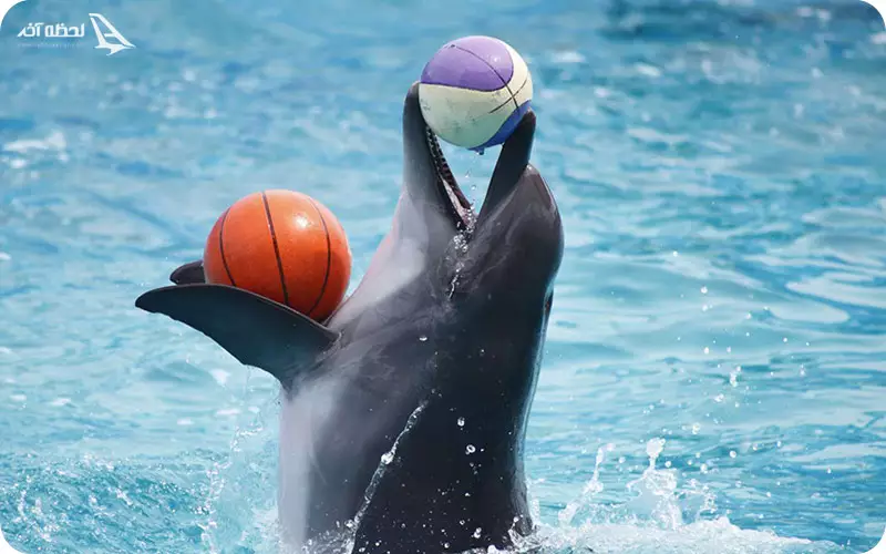 هزینه بازدید از دلفیناریوم وارنا