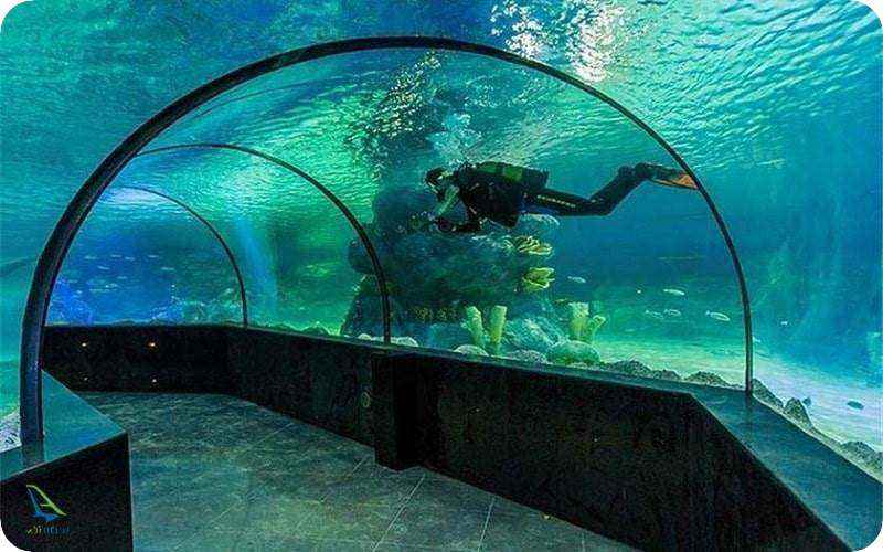 آکواریوم پروانه طلایی