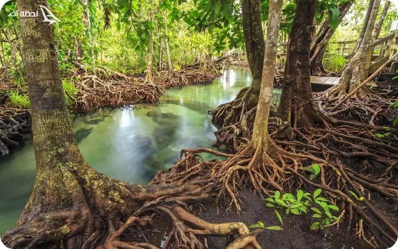 جنگل حرا قشم