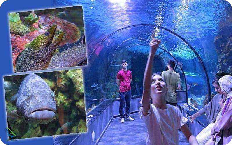 بزرگ ترین آکواریوم در خاورمیانه
