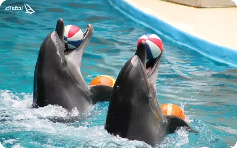 دلفیناریوم