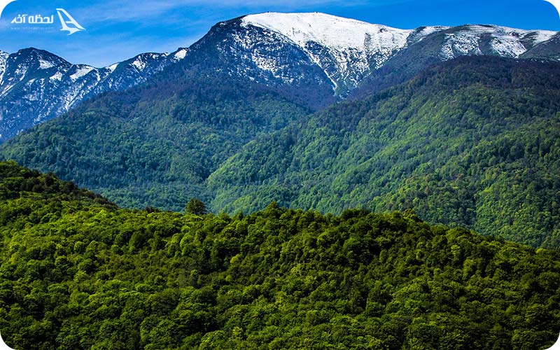 جنگل های هیرکانی