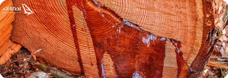 درختی که خونریزی می کند