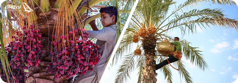 محصولات آبادان