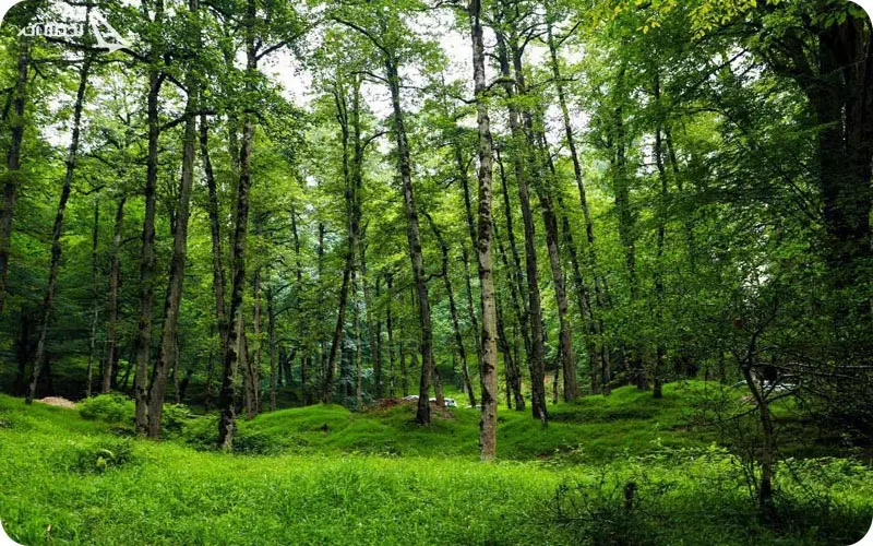 بوستان جنگلی صفارود