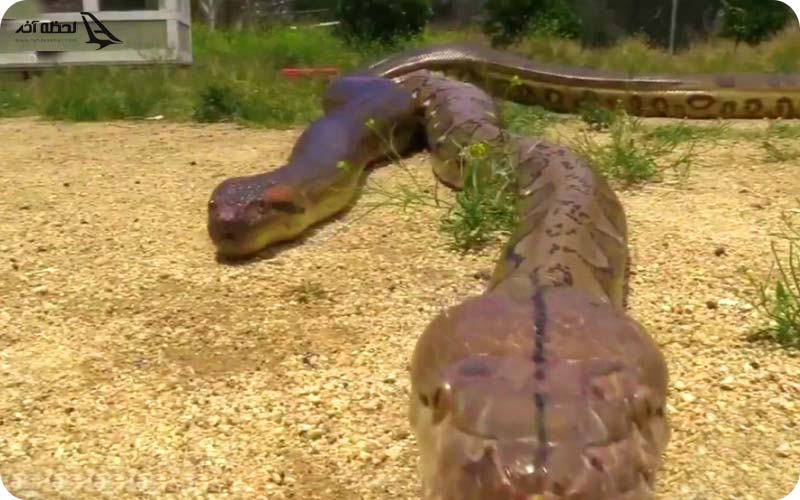 بزرگ ترین مار جهان