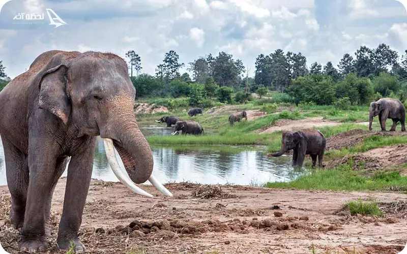 پناهگاه فیل های پوکت