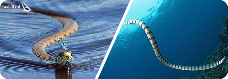 مارهای آناکوندا