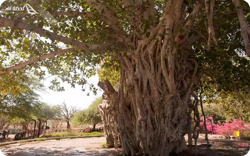 دره پرتغالی ها