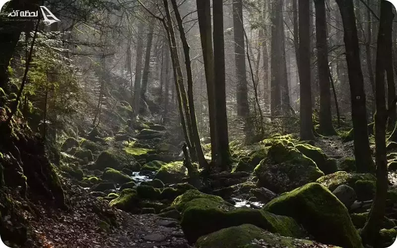 درختان جنگل جیغ