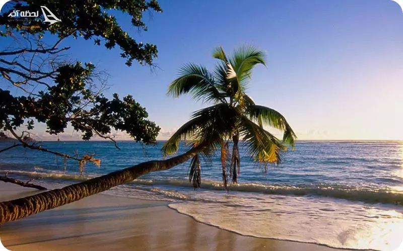 ساحل درختان نارگیل