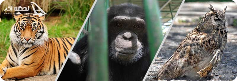 ساعت کاری بازدید از باغ وحش وکیل آباد