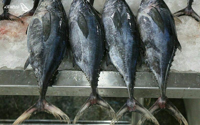 بازار ماهی فروشان بندرعباس