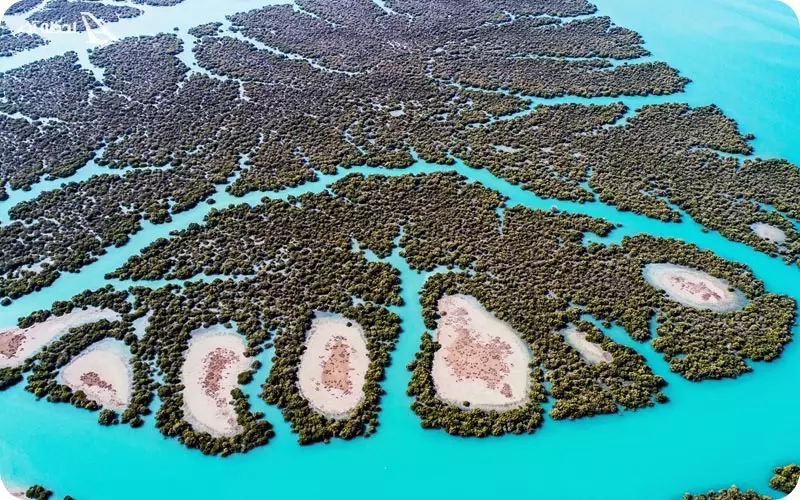 جنگل حرا قشم