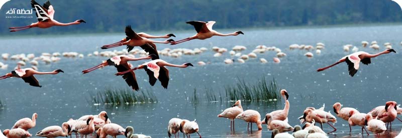 مهاجرت پرندگان به تالاب میانکاله