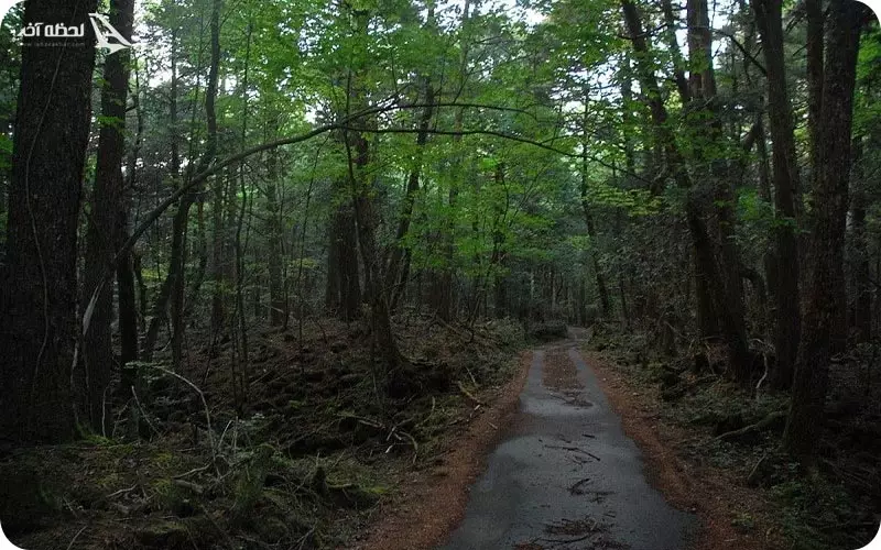 جنگل نفرین شده جیغ