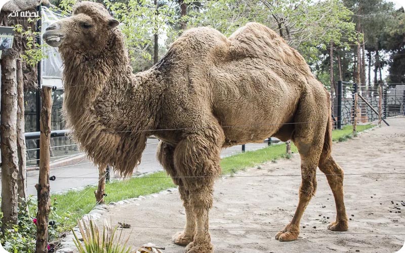 حیوان شتر در باغ وحش پارک ارم