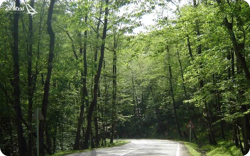 جاده جنگل گیسوم گیلان