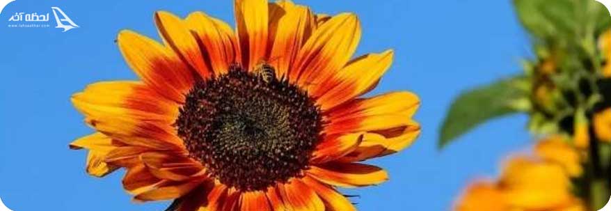 عکس گل آتشین