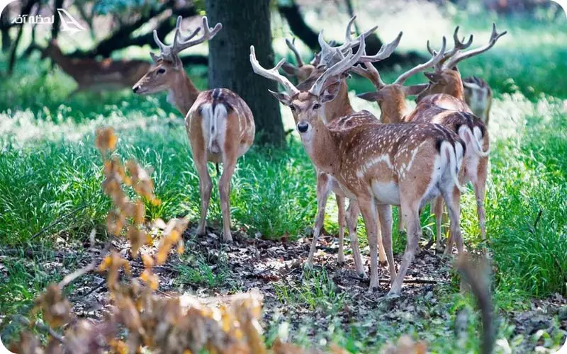 فصل مناسب برای بازدید از باغ وحش تفلیس چه زمانی است؟