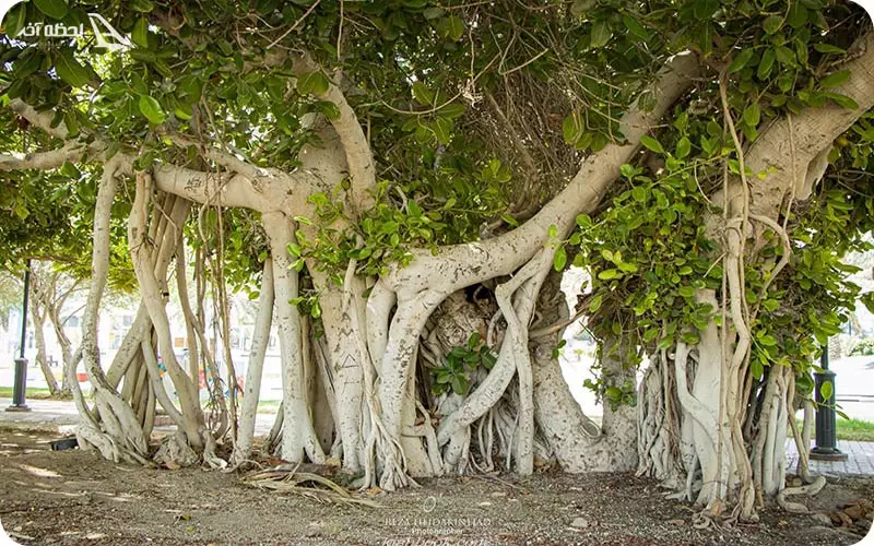 درخت سبز کیش